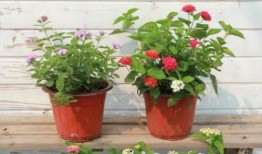 重庆仓库爆料事件视频最新,揭秘仓库内幕引发社会关注